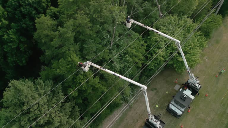 How Our Tree Care Process Works  in Auberry, CA