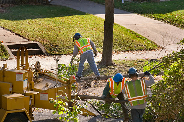 Professional Tree Services in Auberry, CA